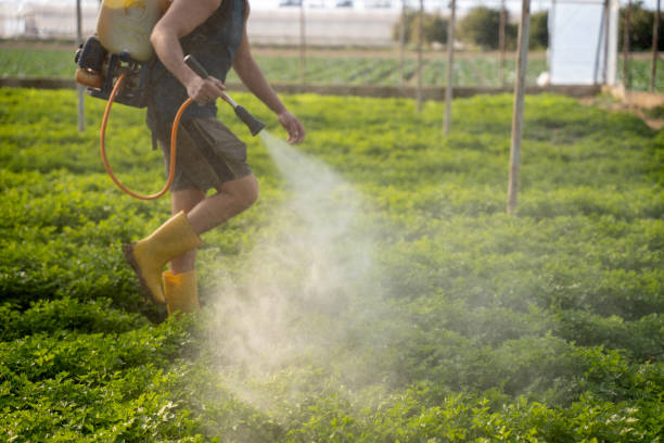 Best Insect Control  in Fort Polk South, LA