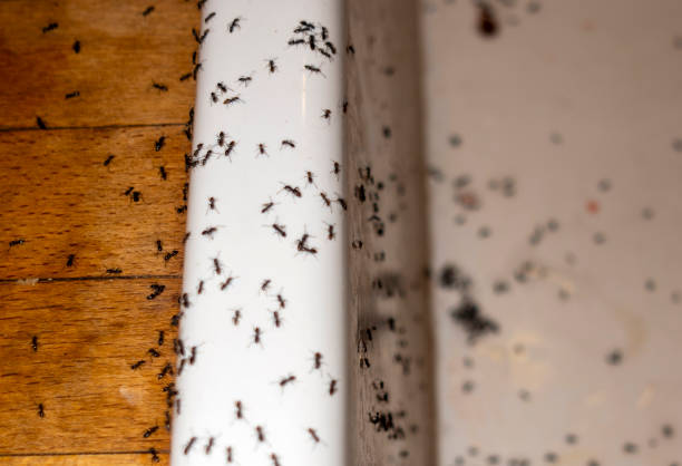 Best Affordable Pest Control Services  in Fort Polk South, LA